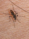 Adult Female Yellow Fever Mosquito Royalty Free Stock Photo