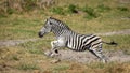 Adult female zebra galloping in Moremi Okavango Delta in Botswana Royalty Free Stock Photo