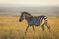Adult female zebra walking in grassy plains of Masai Mara in Kenya