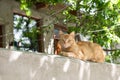 Adult, feral ginger street cat sitting on a high wall and looking down