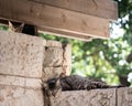 Adult, feral, Jerusalem street cat napping high atop a stone wall