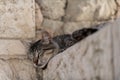 Adult, feral, Jerusalem street cat napping high atop a stone wall