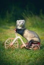 Adult ferret enjoying tricycle ride on forest meadow location