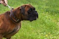 Adult fighting dog breed boxer in a collar on a leash on the background of green grass