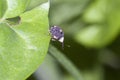 Adult Figwort Weevil Cionus scrophulariae