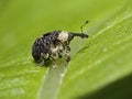 Adult Figwort Weevil Cionus scrophulariae