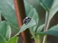 Adult Figwort Weevil Cionus scrophulariae