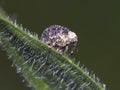 Adult Figwort Weevil Cionus scrophulariae