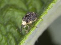 Adult Figwort Weevil Cionus scrophulariae