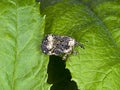 Adult Figwort Weevils breeding Cionus scrophulariae Royalty Free Stock Photo