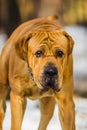 Adult Fila Brasileiro Brazilian Mastiff winter portrait