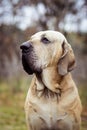 Fila Brasileiro dog portrait, autumn scene