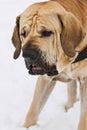 Adult Fila Brasileiro Brazilian Mastiff winter portrait