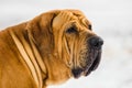 Adult Fila Brasileiro Brazilian Mastiff winter portrait