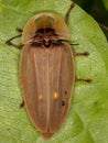 Adult Firefly Beetle