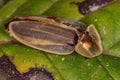 Adult Firefly Beetle