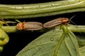 Adult Firefly Beetles