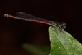 Adult Firetail Insect