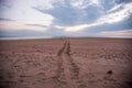 Adult Flatback Sea Turtle Tracks Royalty Free Stock Photo