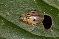 Adult Flea Beetle