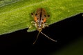 Adult Flea Beetle