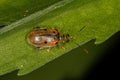 Adult Flea Beetle