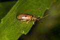 Adult Flea Beetle