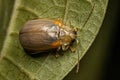 Adult Flea Beetle