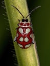 Adult Flea Beetle