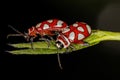 Adult Flea Beetle