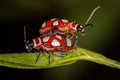 Adult Flea Beetle