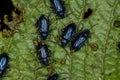 Adult Flea Beetles Royalty Free Stock Photo