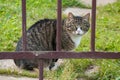 Adult fluffy cat sitting on green grass Royalty Free Stock Photo