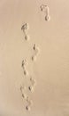 Adult footprint in the fine sand at the beach