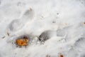 Adult footprints stopped in the snow with a yellow leaf inside Royalty Free Stock Photo