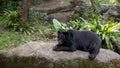 An adult Formosa Black Bear lying down on the rock in the forest