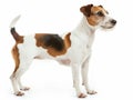 Adult Fox Terrier Posing Elegantly in Studio Royalty Free Stock Photo