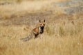 An adult fox watches in the field