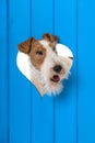 Foxterrier dog looking out