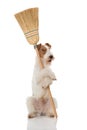 Foxterrier dog with a broom