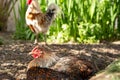 Adult free range hen chicken seen having a dust bath in dry soil.