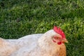 Adult free-range Hen seen laying in a back yard garden during early spring. Royalty Free Stock Photo