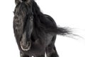 An adult Frieze stallion with a long black mane on a white background. Mane flutters in the wind Royalty Free Stock Photo