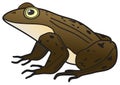 Adult frog setting vector drawing on isolated white background Royalty Free Stock Photo