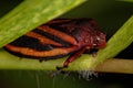 Adult Froghopper Insect