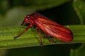 Adult Froghopper Insect