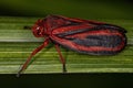 Adult Froghopper Insect