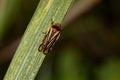 Adult Froghopper Insect