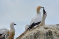 Adult gannet birds feeding their offsprings on Cape Kidnappers