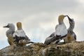 Adult gannet birds feeding their offsprings